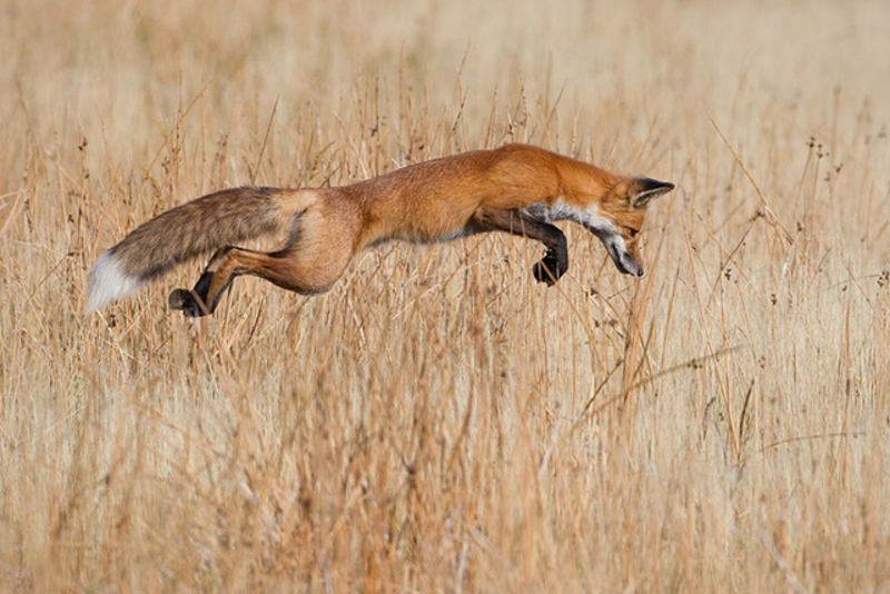 Illustration for article titled The year's best wildlife photography will make you roar